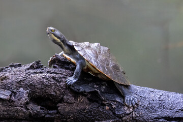 Juvenile Australian Murray River Short-necked Turtle basking on log