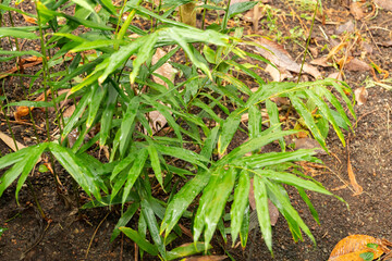 Grains of paradise or Aframomum Melegueta plant in Zurich in Switzerland