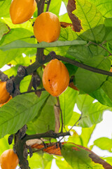 Cacao tree or Theobroma Cacao plant in Zurich in Switzerland