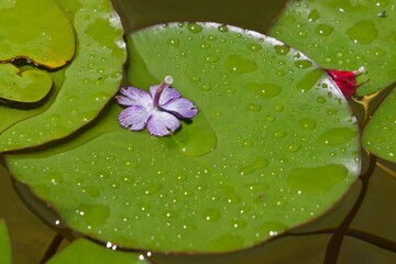 Seerosenblatt © Peter