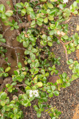 Jade plant or Crassula Ovata plant in Zurich in Switzerland