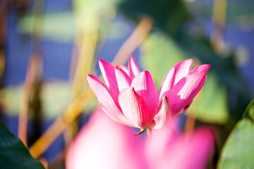 Nahaufnahme Seerosenblüte © Peter