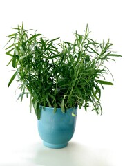  terragon herb as potted plant in my kitchen