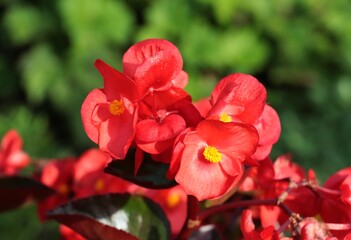 pretty colorful begonia flowers in the garden