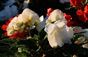 Obraz premium pretty colorful begonia flowers in the garden