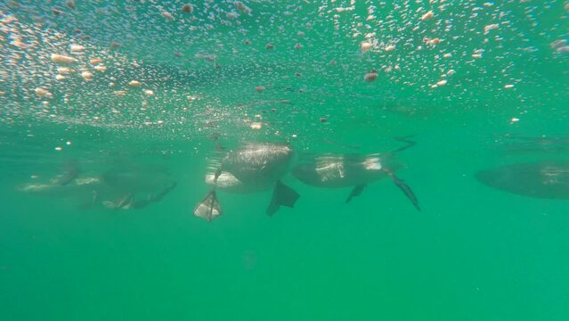 Underwater view on group of white swans floating on surface of water eating bread, Slow motion. Waterfowls floating in sea on surface, close-up of legs and beaks underwater