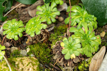 Rosularia Sempervivum plant in Saint Gallen in Switzerland