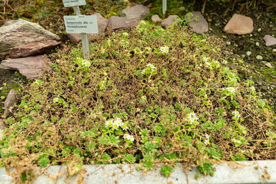 Sempervivella Alba plant in Saint Gallen in Switzerland