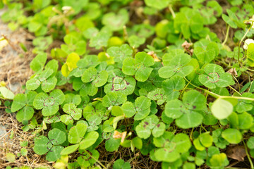 Shamrock pea or Parochetus Communis plant in Saint Gallen in Switzerland