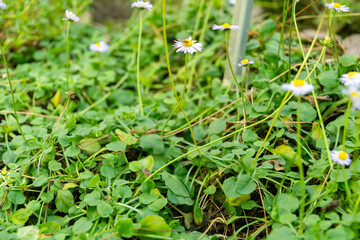 Bellis Rotundifolia plant in Saint Gallen in Switzerland