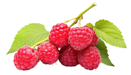 Branch of delicious, ripe raspberries, cut out