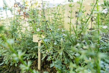 Dandelion leaved sage or Salvia Taraxacifolia plant in Saint Gallen in Switzerland