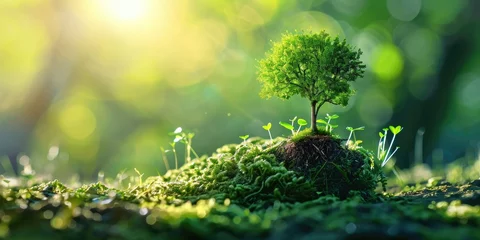 Rolgordijnen Small tree growing on green moss with sunlight. Ecology and environment concept © Petrova-Apostolova