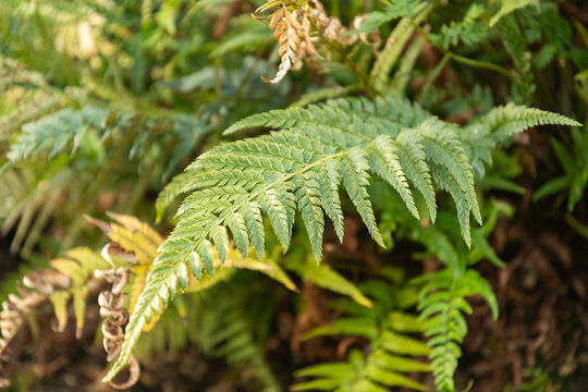 Korean rock fern or Polystichum Tsus-simense plant in Saint Gallen in Switzerland