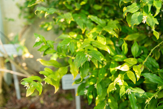 Sweet box or Sarcococca Confusa plant in Saint Gallen in Switzerland