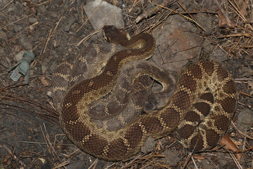 Two Northern Pacific Rattlesnakes (Crotalus oreganus) curled up together where they were found under a piece of corrugated metal. One has freshly shed its skin, while the other will likely shed soon.  - Powered by Adobe