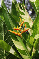 Variegated leaf Heliconia or bird of paradise flower in full bloom