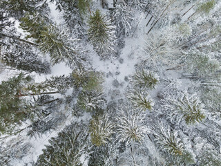 Photo texture of a winter spruce forest, photo from a drone.