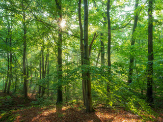 Natural Forest of Beech and Oak Trees, the sun is shining through green leaves - 708697585