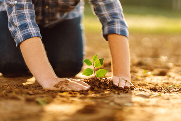 Fototapeta premium Close up - Hands of a young man taking care of a small plant in the garden. Farmer planting a sapling on her farm. Business or ecology concept.