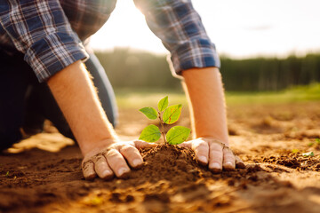 Close up - Hands of a young man taking care of a small plant in the garden.  Farmer planting a...