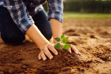 Close up - Hands of a young man taking care of a small plant in the garden.  Farmer planting a sapling on her farm. Business or ecology concept. - obrazy, fototapety, plakaty