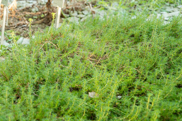 Pearl fruit or Margyricarpus Pinnatus plant in Saint Gallen in Switzerland