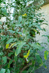 Jerusalem sage or Phlomis Fruticosa plant in Saint Gallen in Switzerland