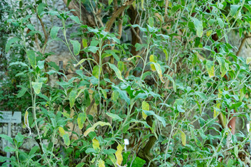 Jerusalem sage or Phlomis Fruticosa plant in Saint Gallen in Switzerland