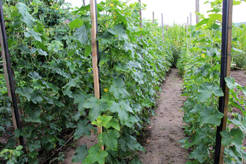 Growing cucumbers on a vertical trellis