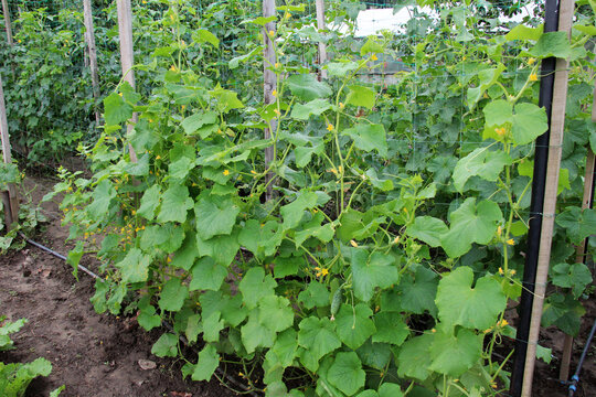 Growing cucumbers on a vertical trellis