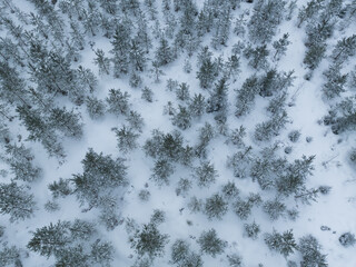 Photo texture of a winter young spruce forest, photo from a drone.