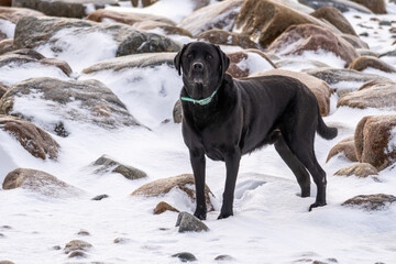 Seaside Portrait: Winter Pose of a Black Labrador Against a Stone-Strewn Coastal Backdrop