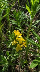 Yellow flowers grow in the mountains, flower close-up, beautiful mountain flowers, flowers in the mountains, yellow and green