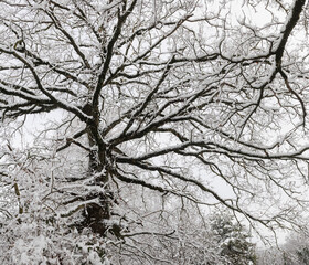 Trees covered with snow in wintertime