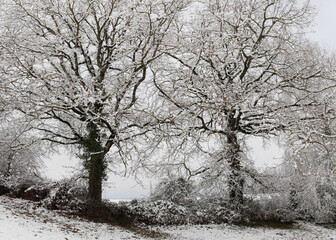 Trees covered with snow in wintertime