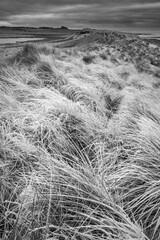 Beautiful  black and white Winter landscape of rare frozen frsoty grass on sand dunes on Northumberland beach in Northern England