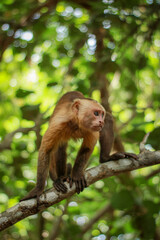 Capuchine monkey sitting on a tree