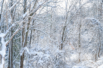 Family&rsquo;s activity Morningside Park. Snowy landscape of Morningside Park, serene and snowy escape for outdoor enthusiasts. Winter activities. Toronto, Ontario, Canada
