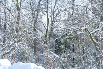 Frozen snowy winter landscape with snow capped trees branches, bright sunny day light in the forest. Amazing nature scenery in North America winter park. Morningside park, Toronto, Ontario, Canada