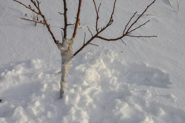 a young fruit tree protected from the cold in the winter garden. protecting the tree trunk from the cold.