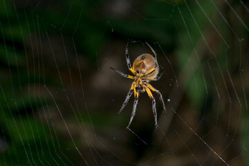 Telaraña