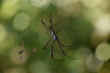 Araña