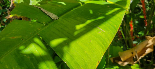 image of tropical banana leaf and other plants amid nature on the beach