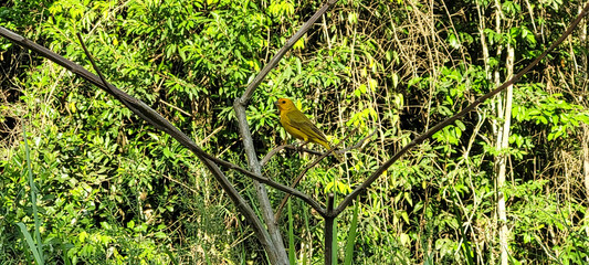 free bird in the middle of nature on a dry tree branch