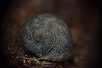 Caracol