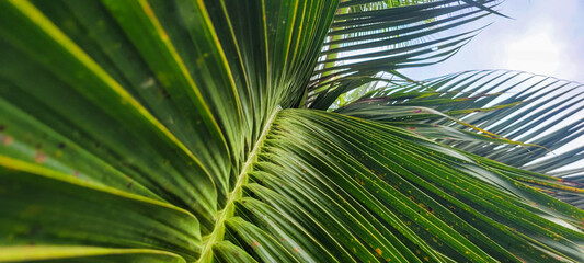 Obraz premium tropical palm trees on a sunny day on the beach on the coast of Brazil amid nature​