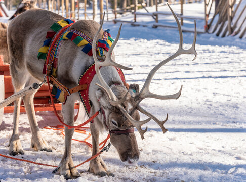 rendeer waiting for a ride