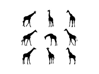 Set of Giraffe Silhouette in various poses isolated on white background
