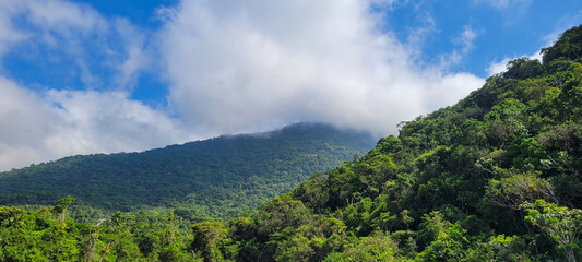 forest shrouded in fog on a mountain in ubatuba, north coast of brazil